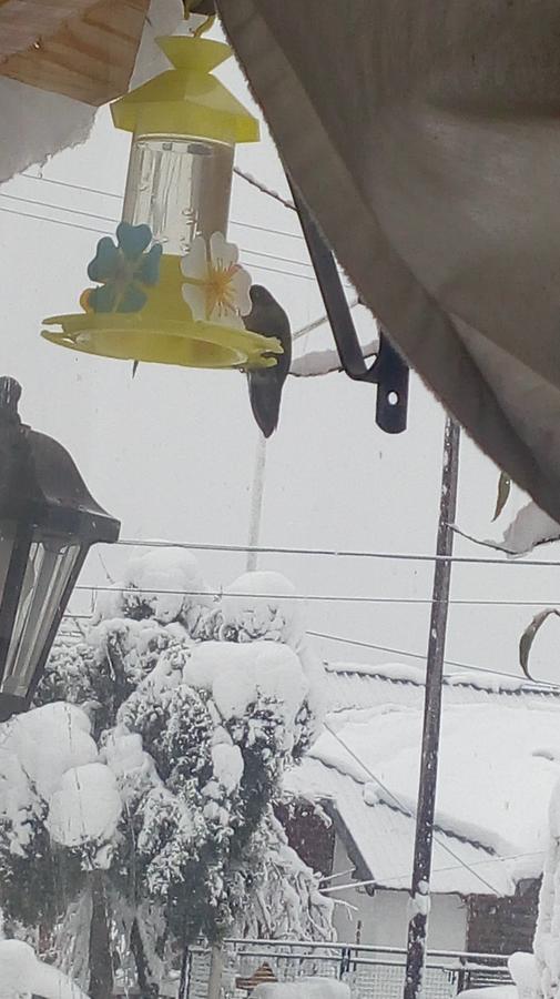 Carpe Diem San Martín de los Andes Dış mekan fotoğraf