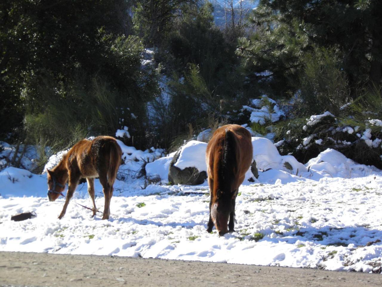 Carpe Diem San Martín de los Andes Dış mekan fotoğraf